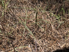 Schizachyrium maritimum