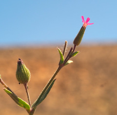 Silene coniflora