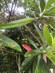 Elaeocarpus angustifolius