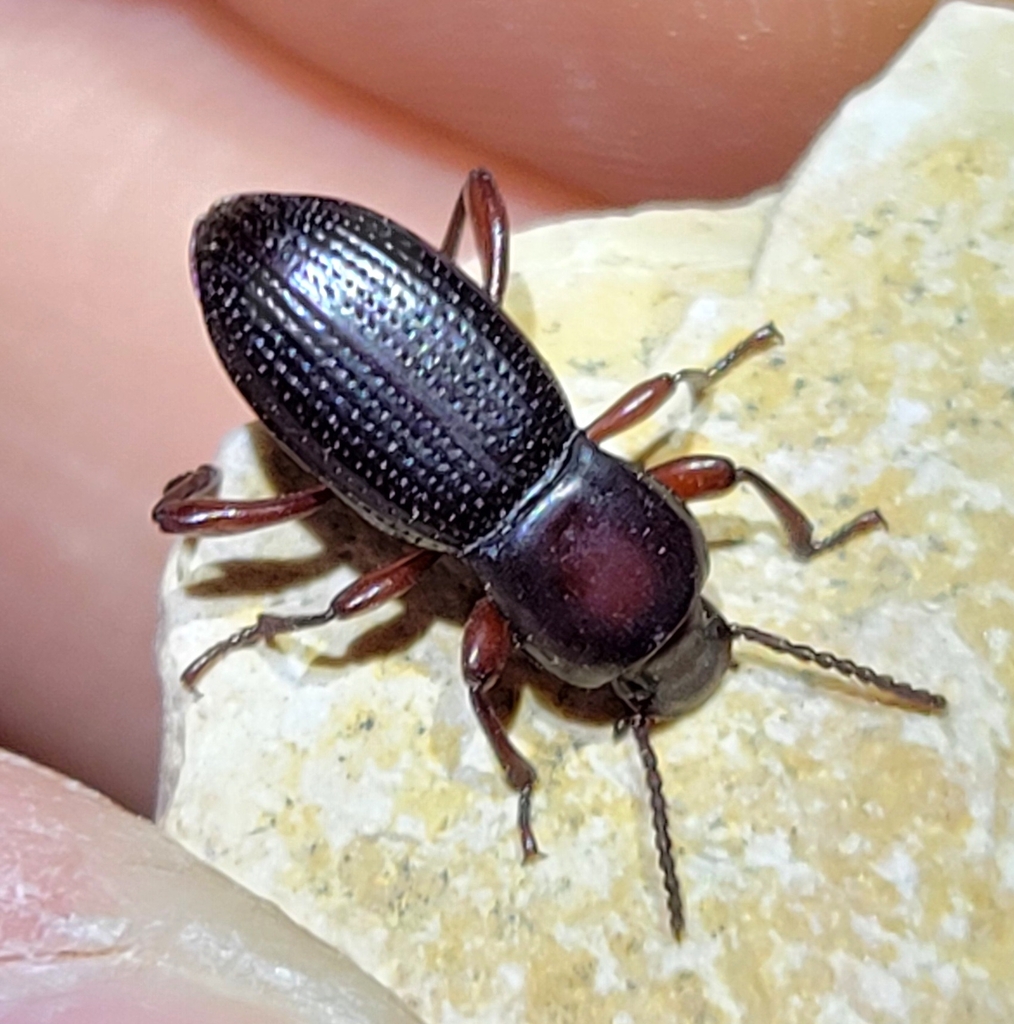 Argoporis rufipes