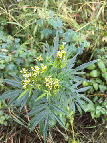 wild marigold