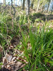 Carex sylvatica