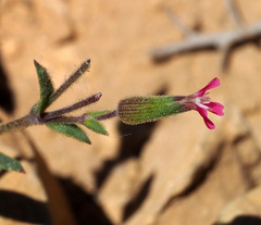 Silene coniflora