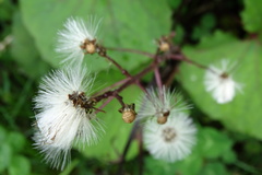 Petasites formosanus