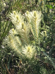Phylica pubescens pubescens
