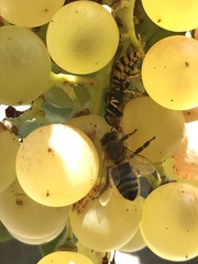 Apis mellifera