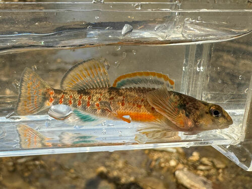 Variegate darter (Etheostoma variatum) — Percidae — 4
