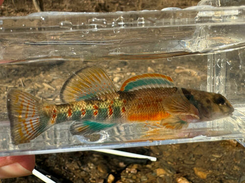 Variegate Darter