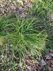 Carex sylvatica