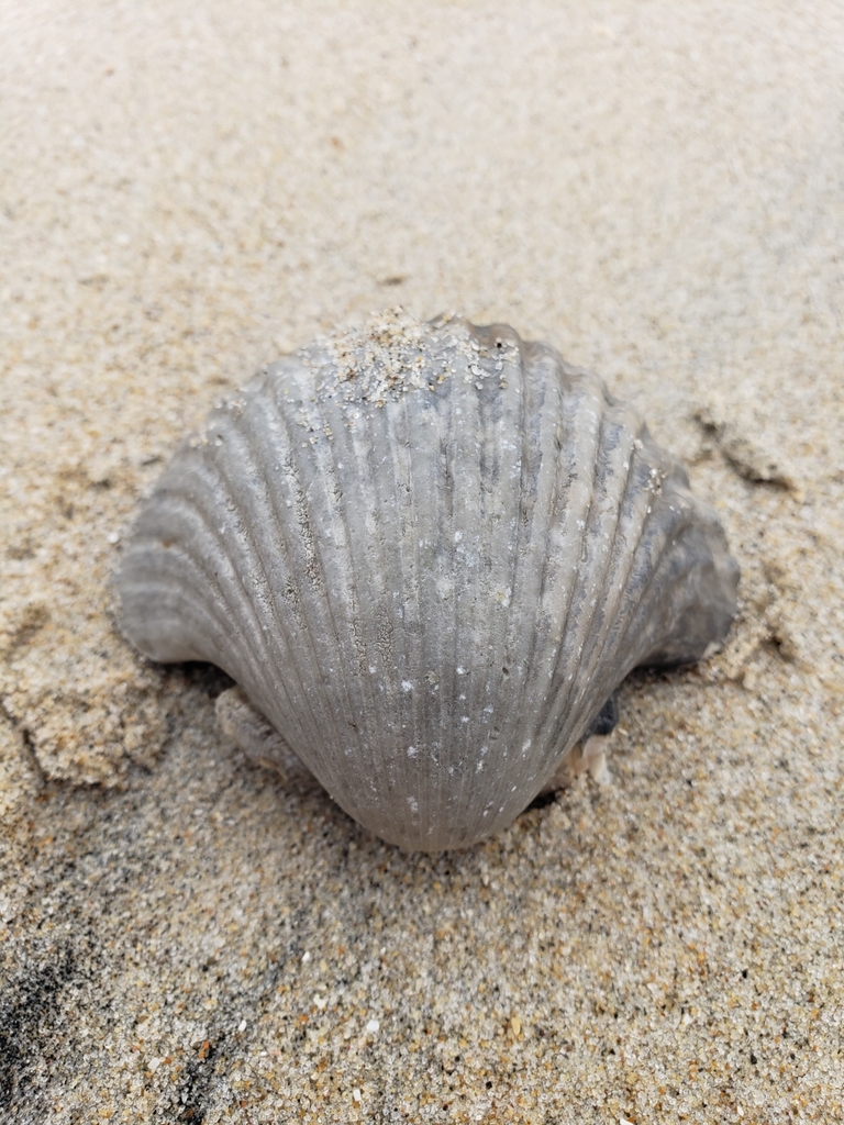 concave scallop