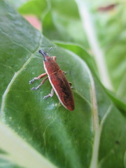 Lixus juncii