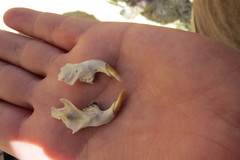 Geomys bursarius