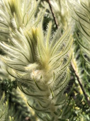 Phylica pubescens pubescens