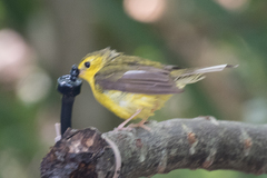 Hooded Warbler photo 6