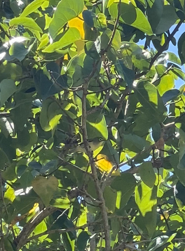 Bridled White-eye (Zosterops conspicillatus)