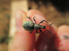 Otiorhynchus corruptor