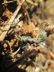 Otiorhynchus corruptor