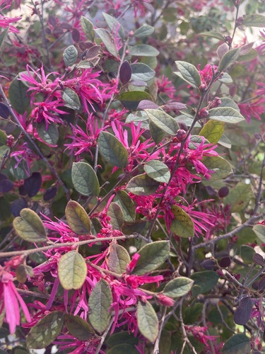 Foto de Quaresmeira
