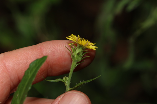 Image of Picris burbidgeae by (c) Greg Tasney, some rights reserved (CC BY-SA)
