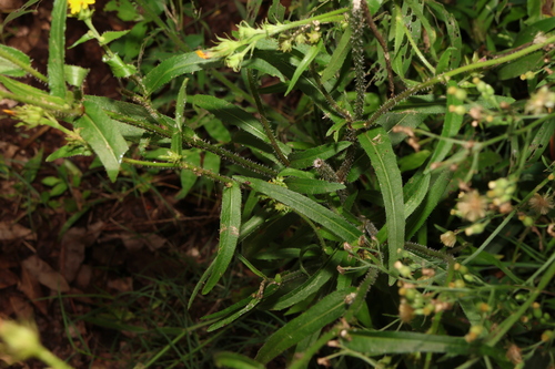 Image of Picris burbidgeae by (c) Greg Tasney, some rights reserved (CC BY-SA)