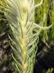 Phylica pubescens pubescens