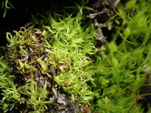 Image of Weissia controversa by no rights reserved