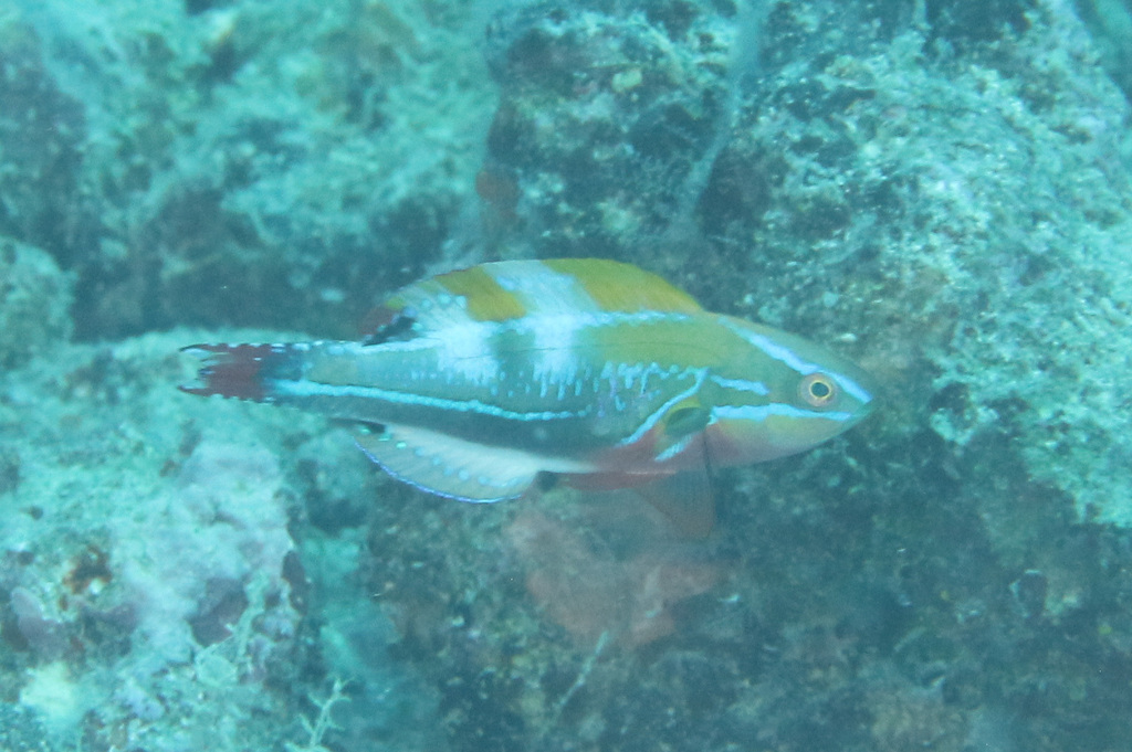 Photo of Exquisite Wrasse (Cirrhilabrus exquisitus)