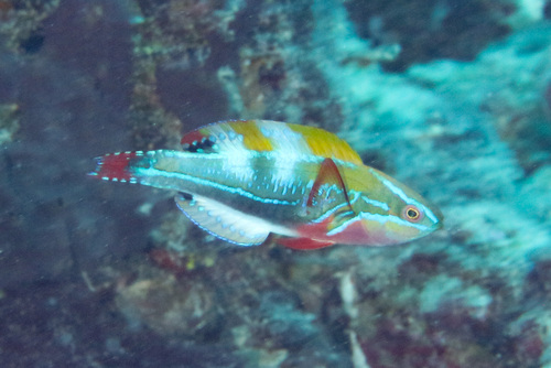 Exquisite fairy wrasse (Cirrhilabrus exquisitus) — Labridae