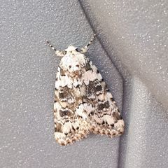 Bryophila domestica