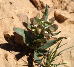 Valerianella dufresnia