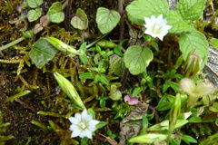 Gentiana flavomaculata