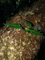 Pleopeltis ecklonii