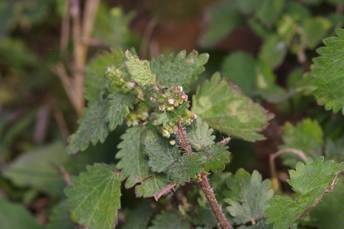 Heartleaf nettle (Urtica chamaedryoides)