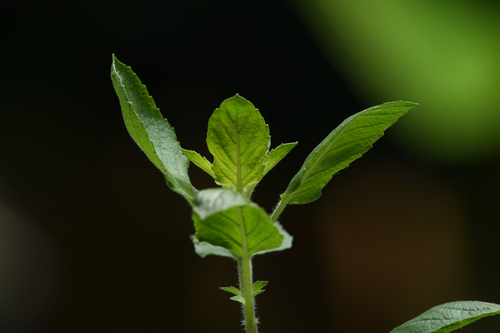 Image of Ocimum tenuiflorum by (c) sunnyjosef, some rights reserved (CC BY)