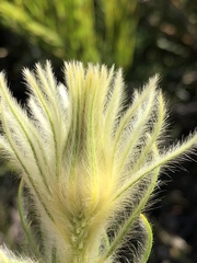 Phylica pubescens pubescens