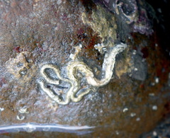 Spirobranchus triqueter