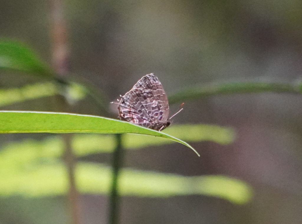 Aberrant Oakblue (Arhopala abseus)