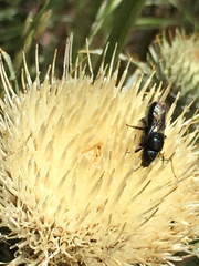 Cirsium cymosum