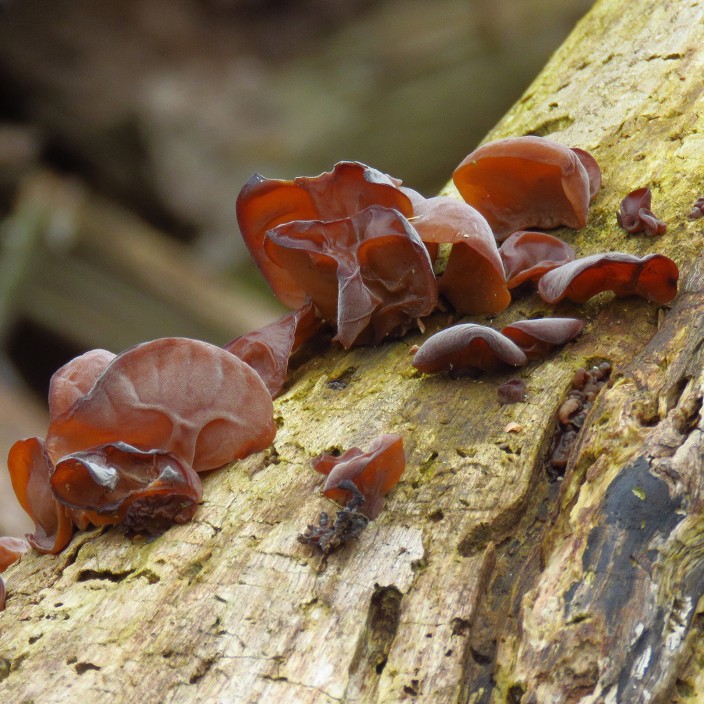 Auriculariaceae