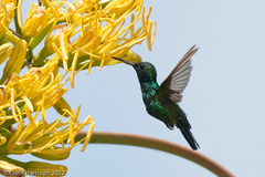 Chlorostilbon mellisugus