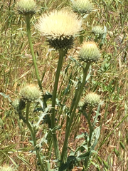 Cirsium cymosum