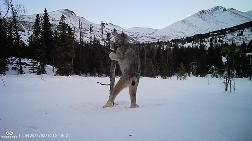Canada Lynx (Lynx canadensis), a lookalike recorded in Washington
