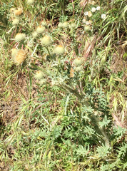 Cirsium cymosum