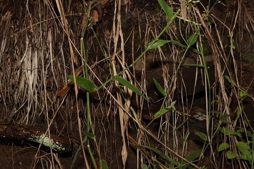 Image of Urochloa foliosa by (c) Greg Tasney, some rights reserved (CC BY-SA)