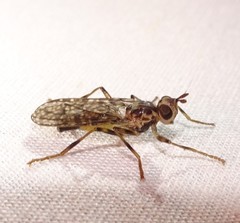 Boreothrinax maculipennis