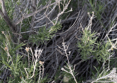 Chrysothamnus viscidiflorus puberulus