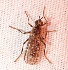 Boreothrinax maculipennis