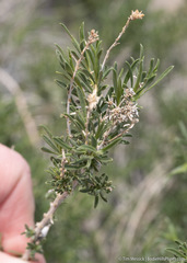 Chrysothamnus viscidiflorus puberulus