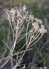 Chrysothamnus viscidiflorus puberulus