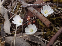 Drosera praefolia